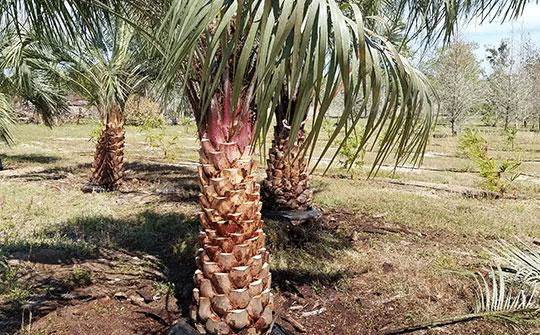 tree farm - palms - cedars - hay - Central Florida